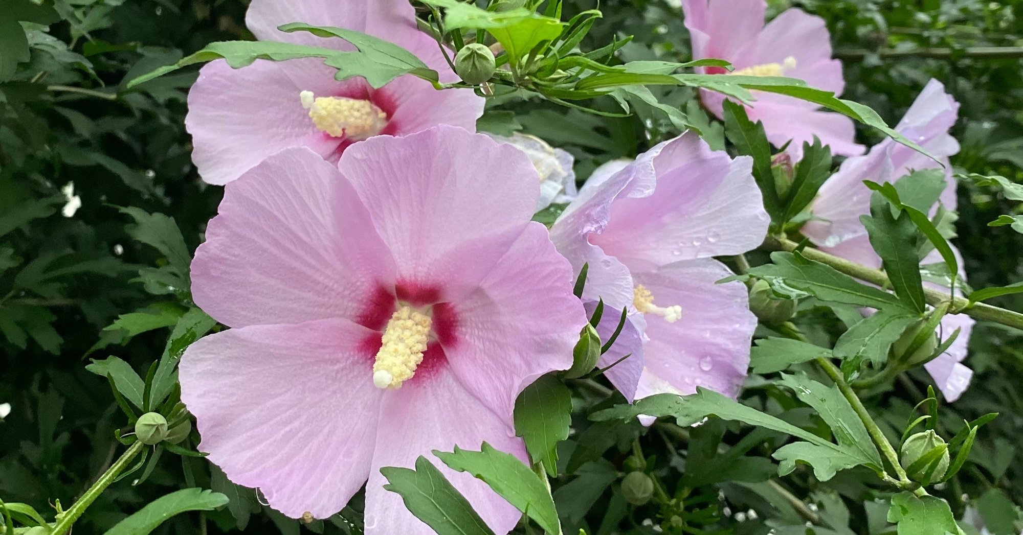 木実の名は 11 ムクゲ 韓国の国花なんだね さとなお 佐藤尚之 Note 木実の名は 11 ムクゲ 韓国の国花なんだね さとなお 佐藤尚之 Note