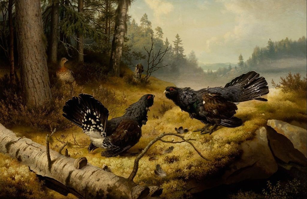 The Fighting Capercaillies, 1886
