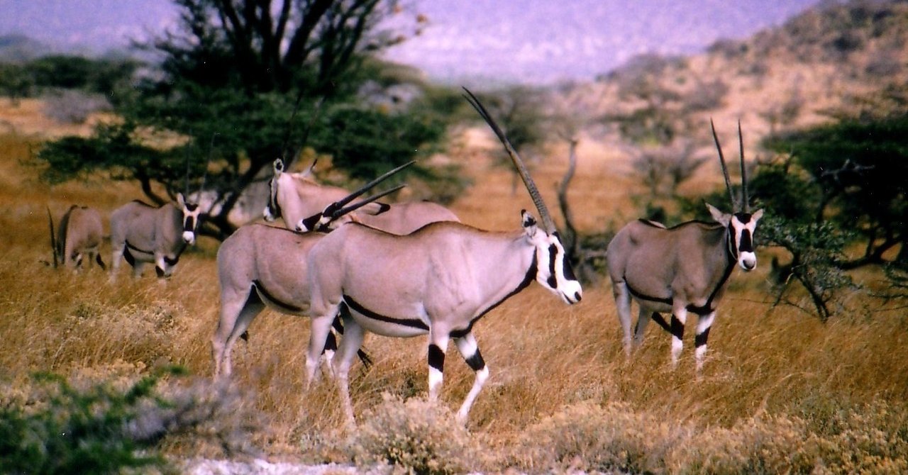 連載 アフリカの野生アニマル物語 22 オリックスの秘術 とっぺ Note 連載 アフリカの野生アニマル物語 22 オリックスの秘術 とっぺ Note