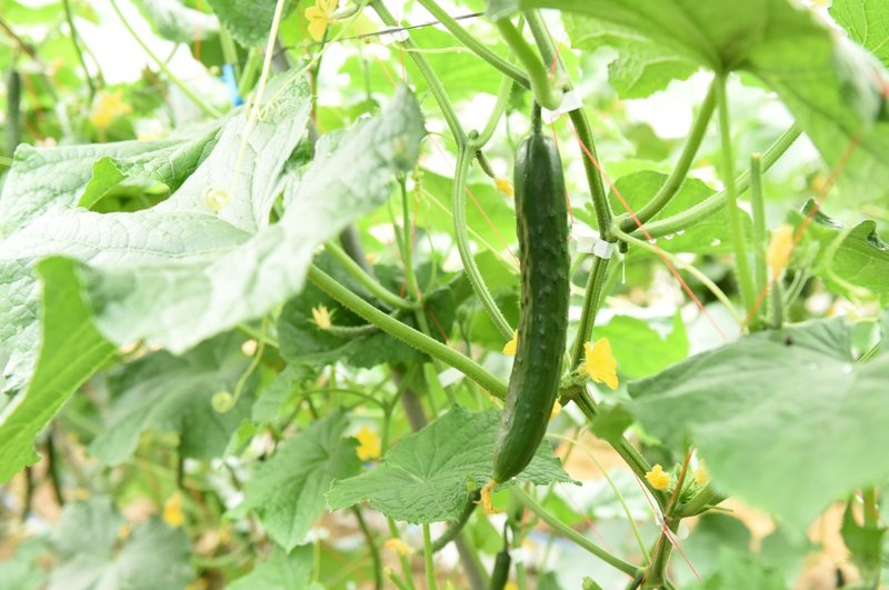 かっぱ麺 って何 日本一 のきゅうり産地でランチツアー 孫の手トラベル Note