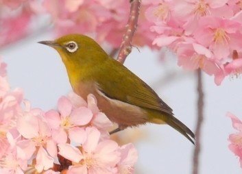 ホーホケキョ いつまで鳴くの T Magazine By たけなお商店 Note