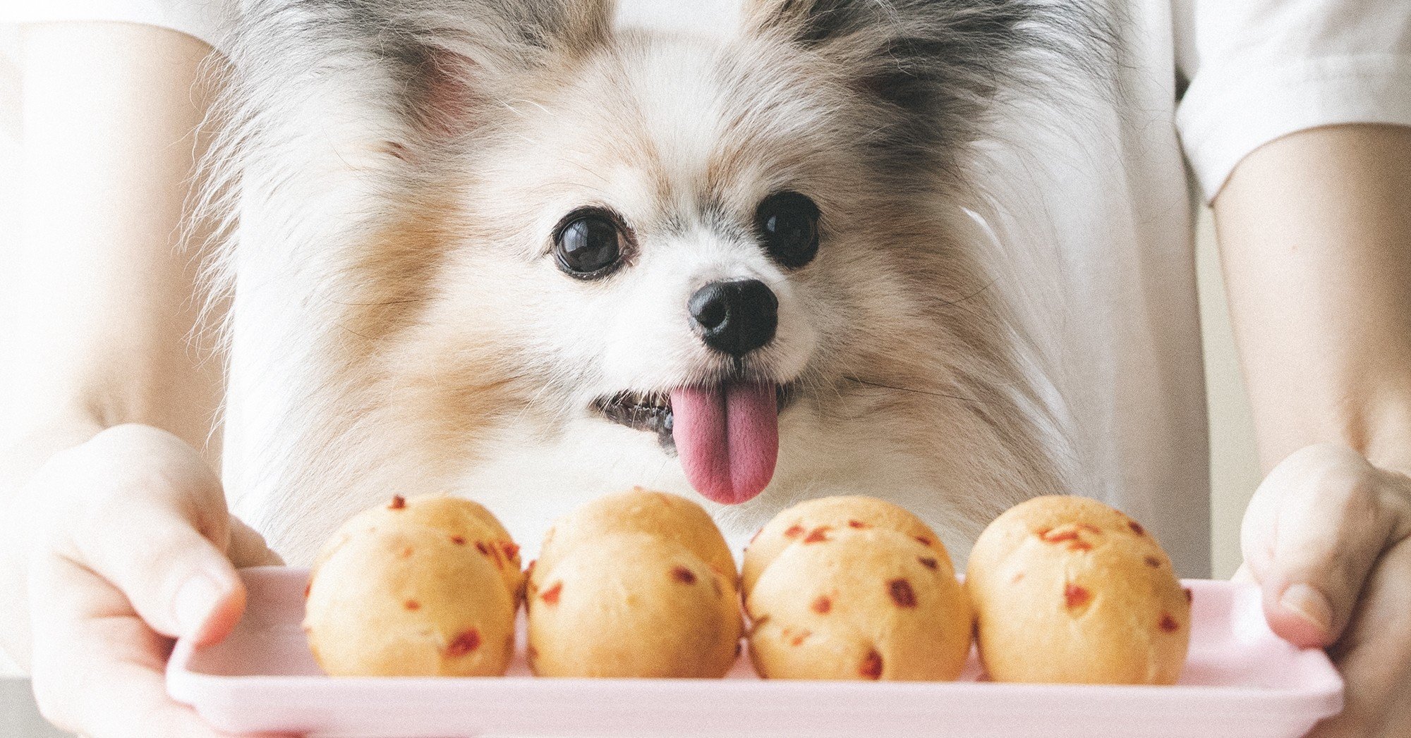 たこ焼き器不要 マグロのまんまる焼き 手作り犬おやつレシピ 単品購入 いちかわあやこ 犬ごはん先生 Note