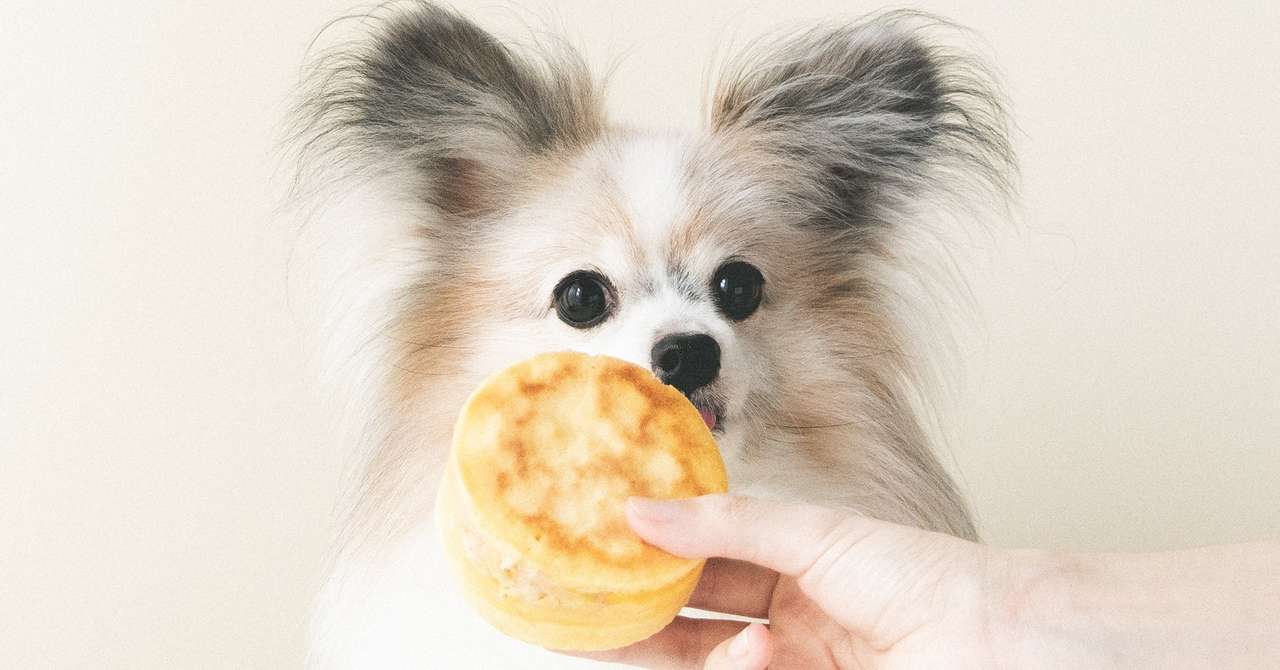 夏祭りの屋台風 フライパンで焼ける バナナヨーグルトの今川焼 手作り犬おやつレシピ 犬ごはん先生いちかわあやこ Official Web Site
