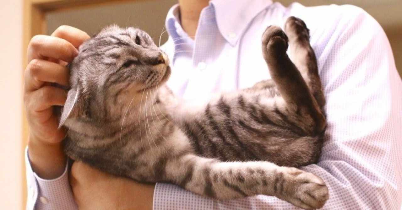 猫は僕を忘れてくれるか 蓮 Note