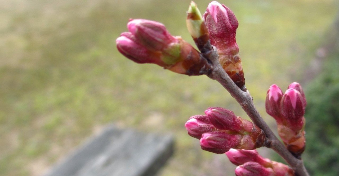 なかなか厳しい時に ジーン とくる言葉 いつか咲く 汗を流すコンサルタント 白岩大樹 Note なかなか厳しい時に ジーン とくる言葉 いつか咲く 汗を流すコンサルタント 白岩大樹 Note