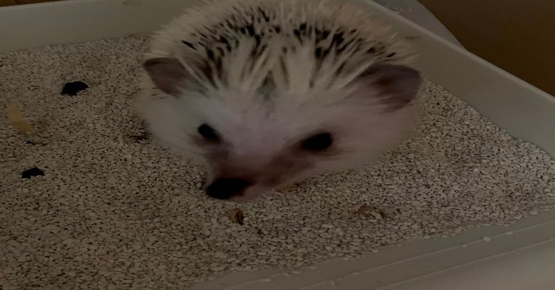 ハリネズミはトイレを覚えるの インココ Note ハリネズミはトイレを覚えるの インココ Note
