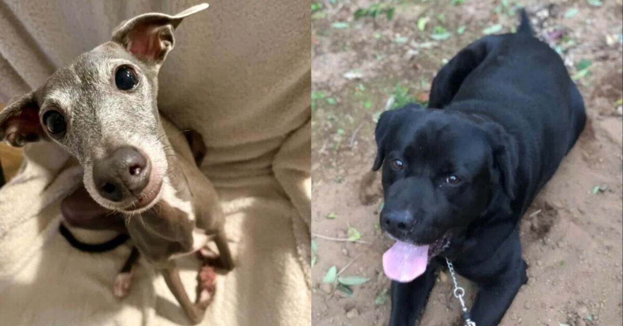 愛犬と楽しむ「いぬキャン」の極意!飼い主とキャンプ場スタッフ、ふたつの視点から探る魅力とマナー