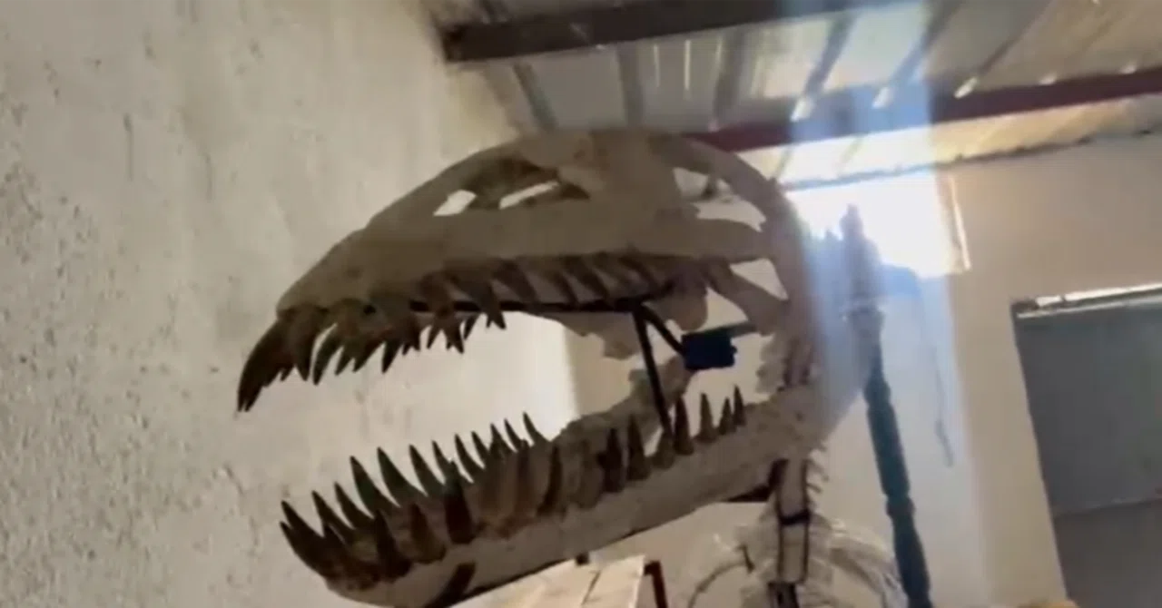52.【動画で見る】プレシオサウルス類の全身骨格（skeleton）｜頭骨