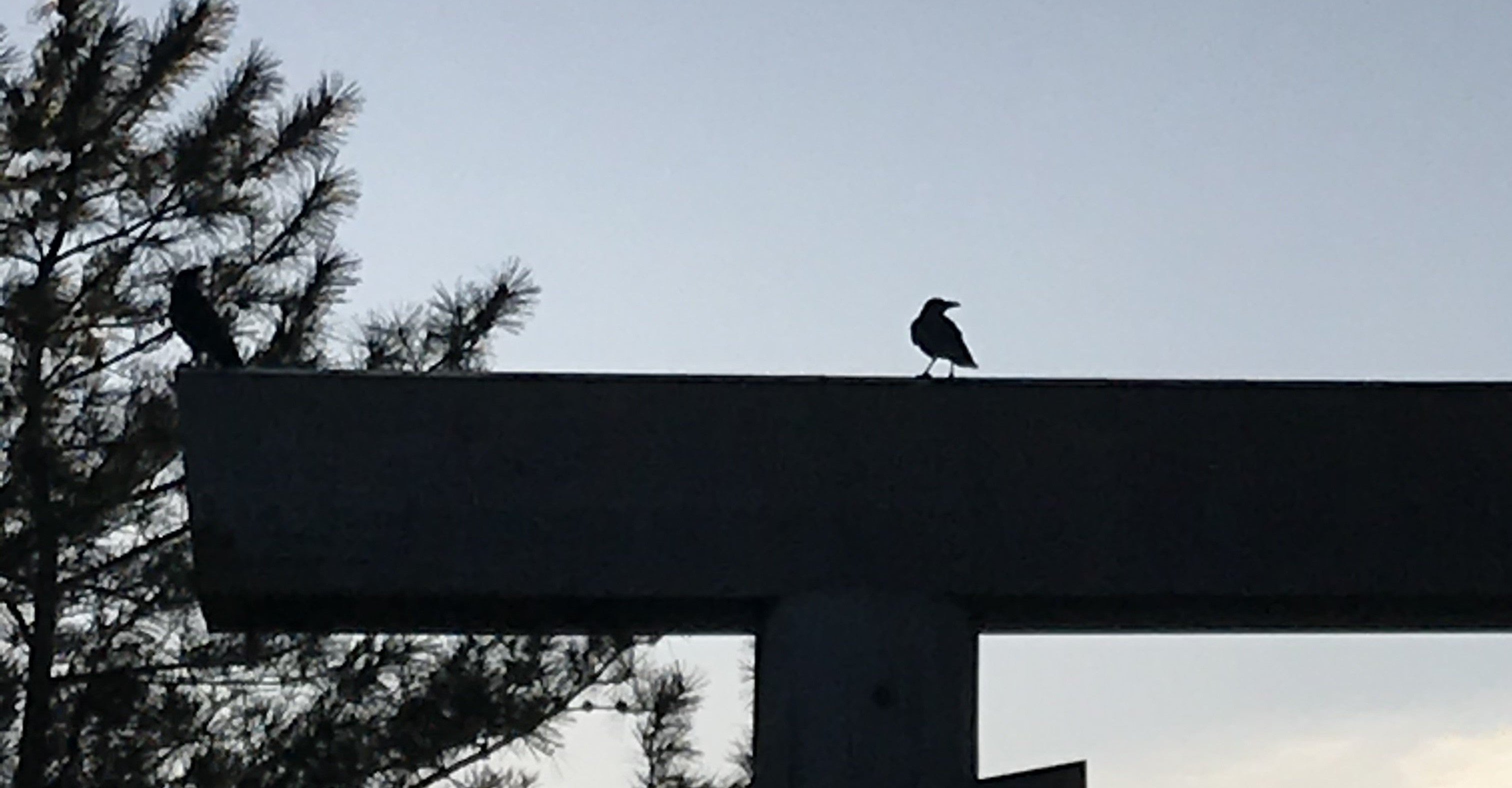 カラスに蹴られて運気上昇 その2 橋本亮子 Note カラスに蹴られて運気上昇 その2 橋本亮子 Note