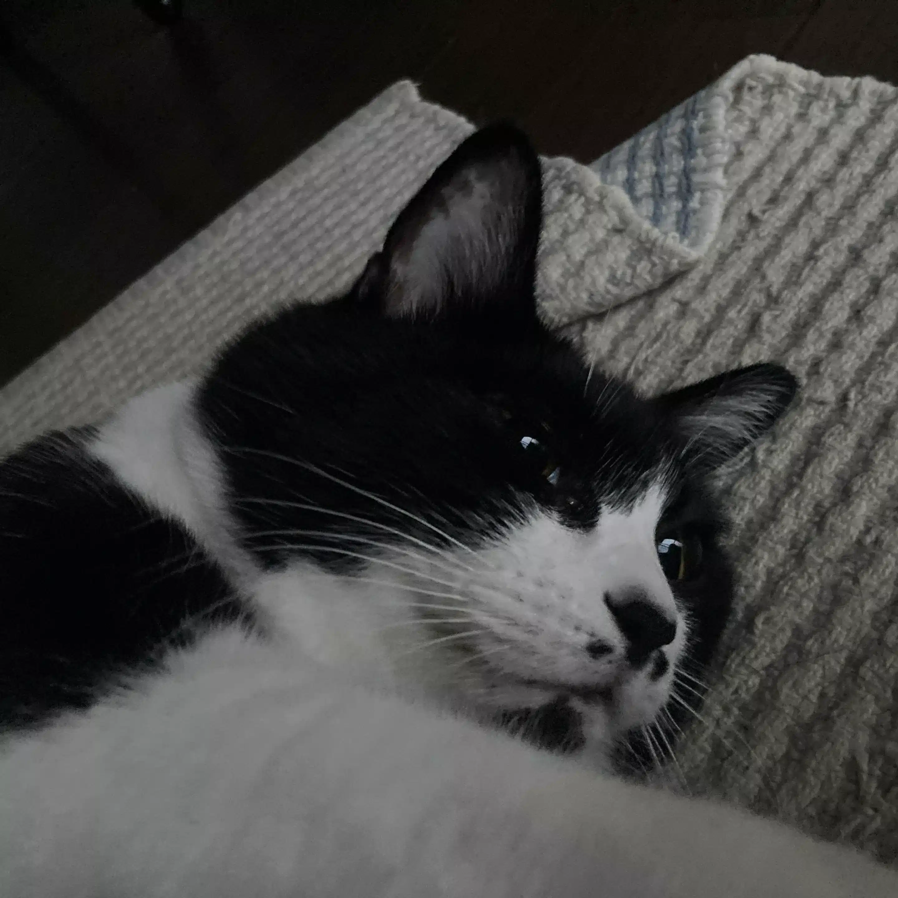 ボーノ｜畑と猫とささやかな暮らし