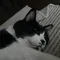 ボーノ|畑と猫とささやかな暮らし