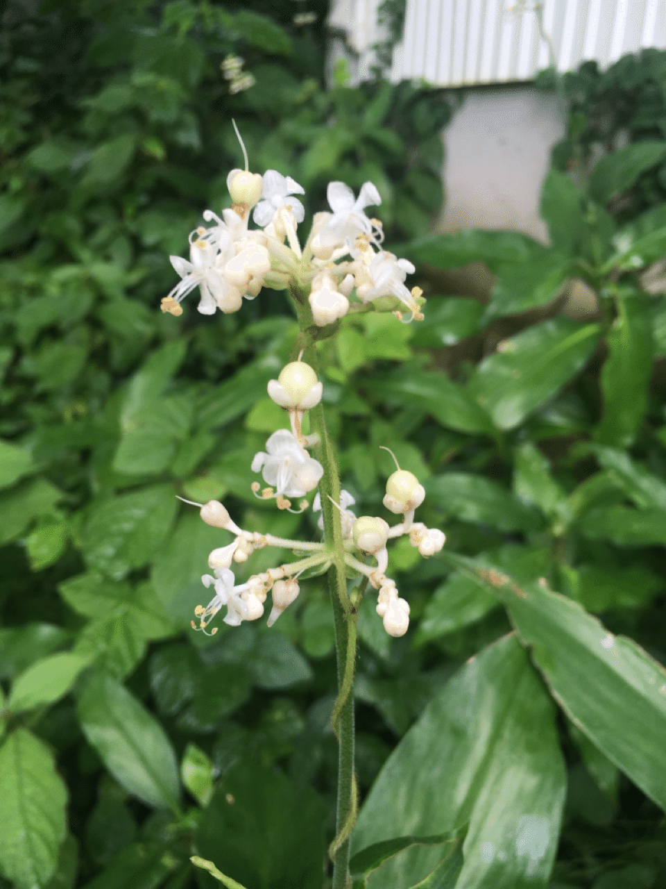 ミョウガの花 落合瞳 Note