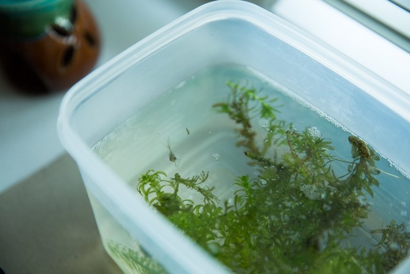 善から分泌される悪 Torus トーラス By Abeja Note