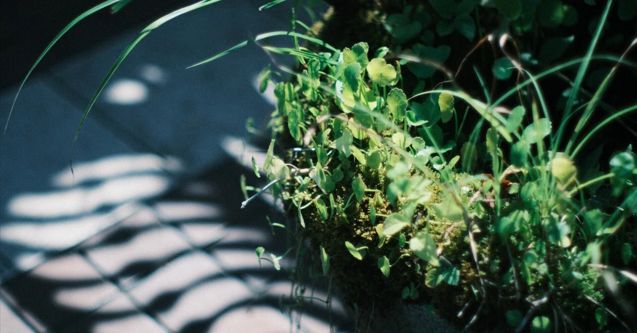 AUTO YASHINON-DX 50mm F1.4｜月曜休み。