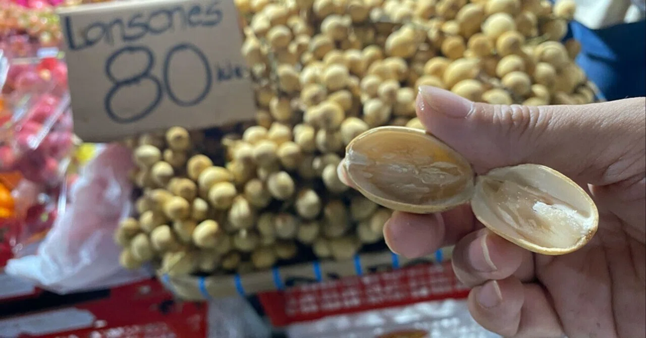 29 ランソネス｜ライチみたいな甘酸っぱい果物｜中谷よしふみ