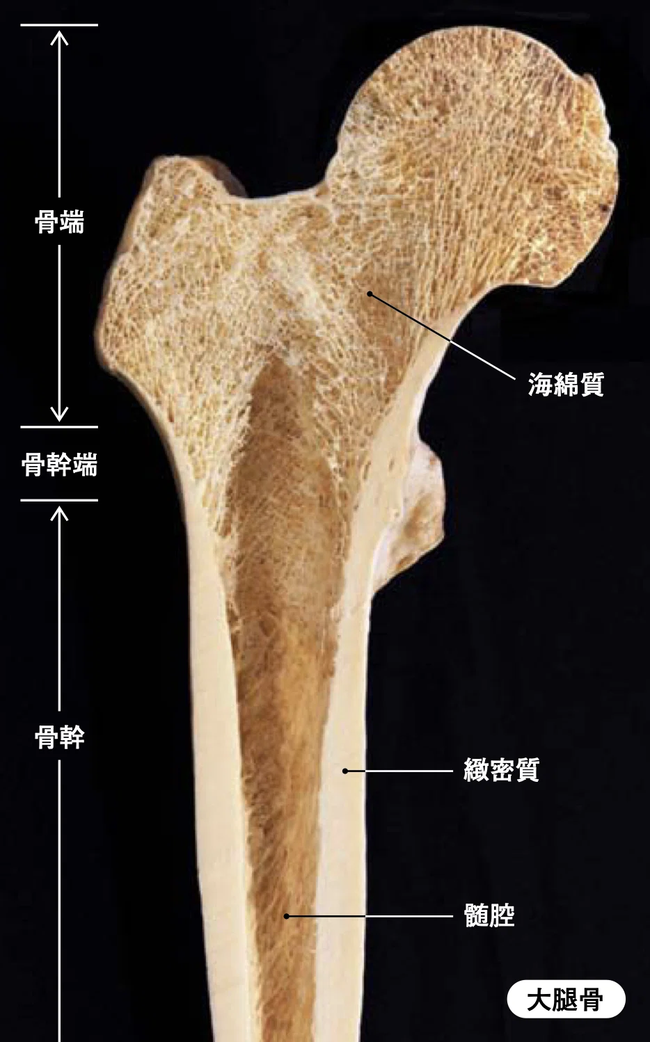 解剖学 運動器(骨格系:総論)｜小西創大｜note