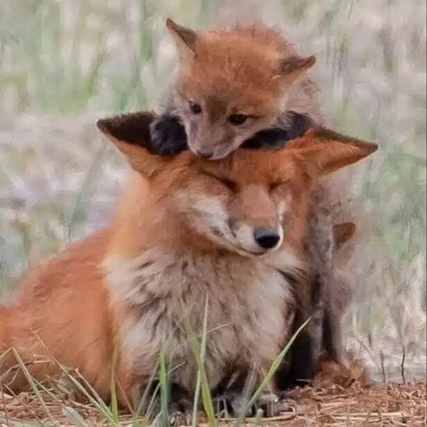 QuickBrownFox
