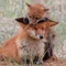 QuickBrownFox