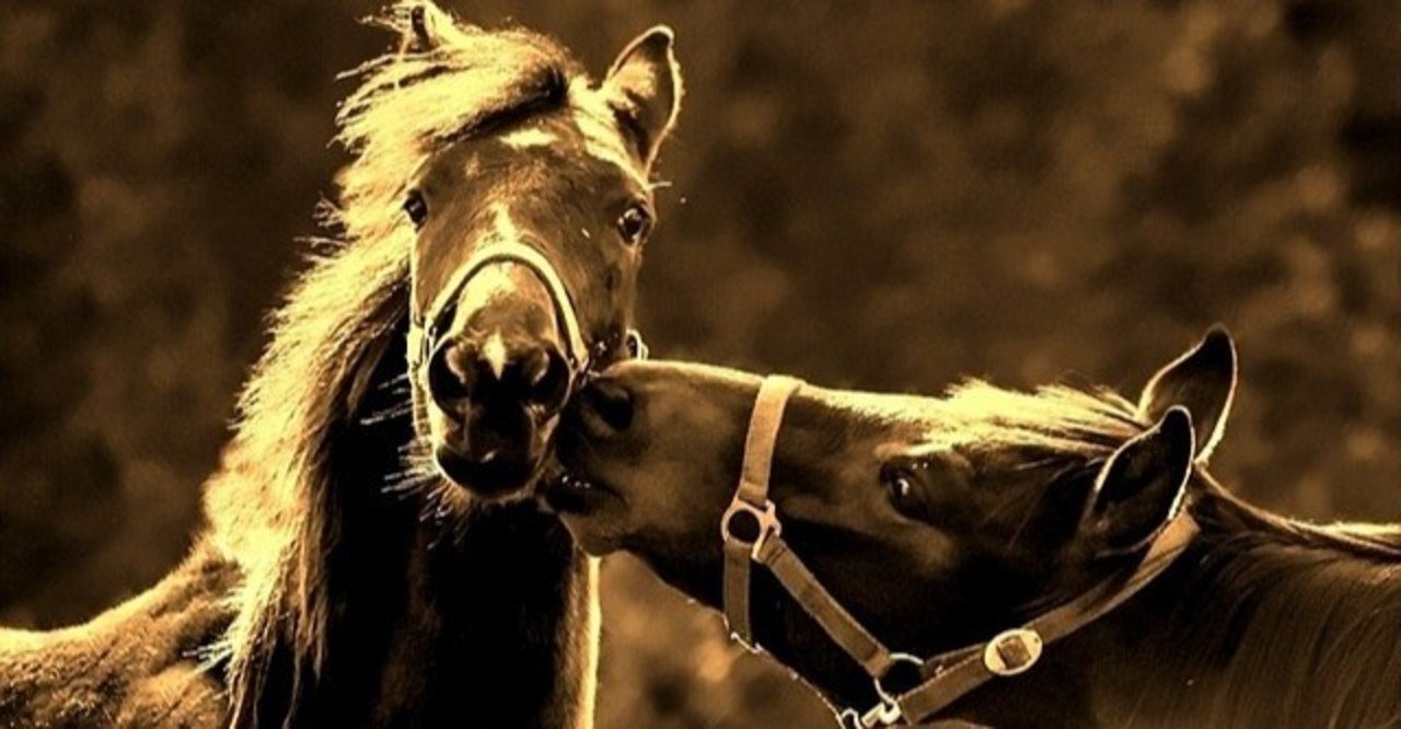 セレクトセール1歳 注目馬 前編 一口馬主マスターb Note セレクトセール1歳 注目馬 前編 一口馬主マスターb Note