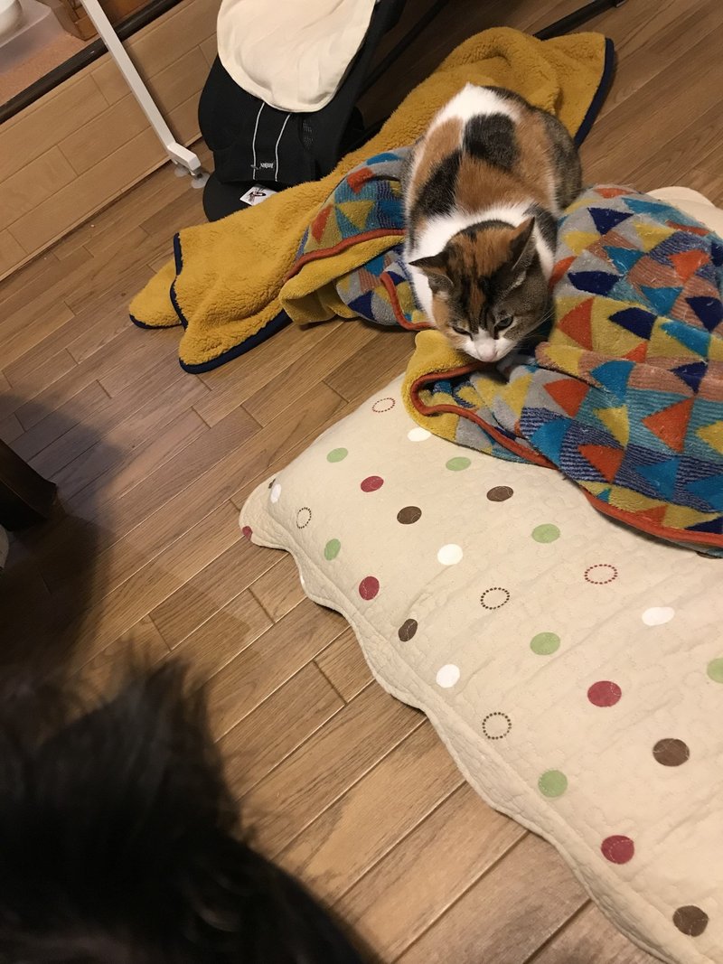 ねこと赤ちゃん 2ヶ月め わさこ Note