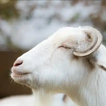 ヤギ
