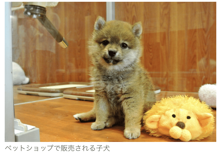 環境省は10日 犬猫の繁殖業者やペットショップに対して 従業員1人あたりの飼育数の上限を 繁殖用の犬は15匹まで 猫は25匹までなどとする数値規制を導入する方針を示した 嬉しくて部屋で一人でガッツポ Nao Note