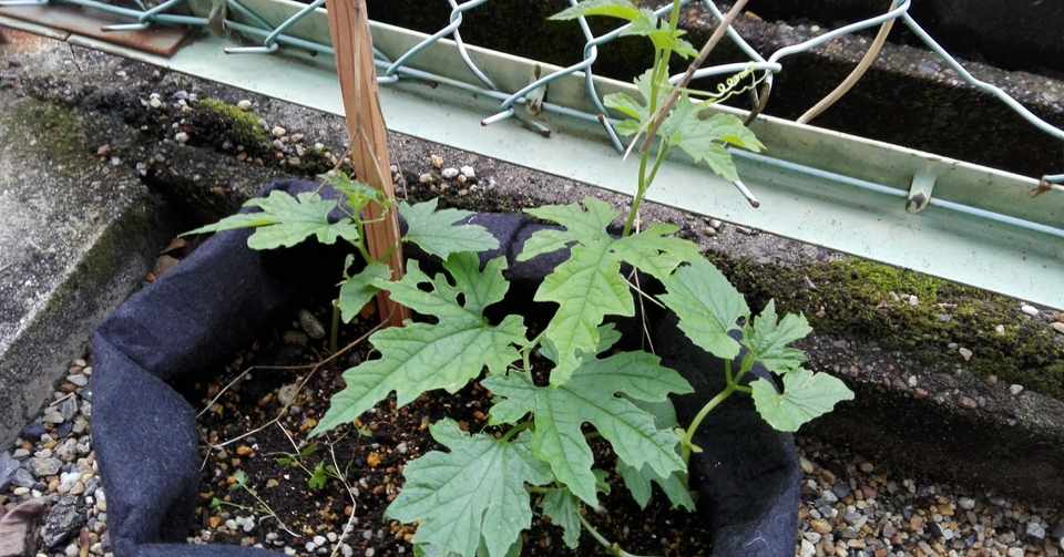 ゴーヤを育てる 森本康平 Note