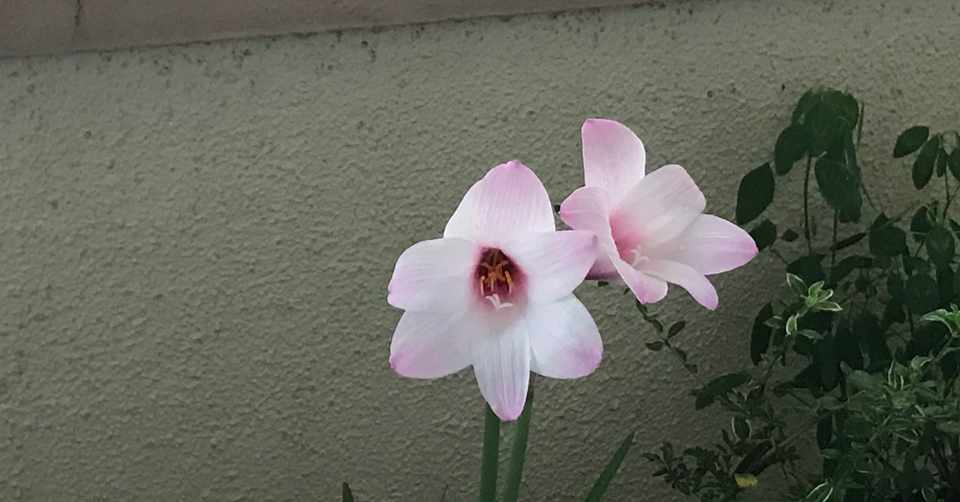 こんなに可愛いお花が咲きました イルカ いじめ 引きこもりを経験した心理カウンセラー Note