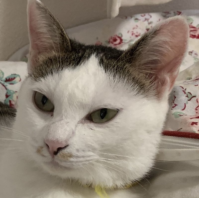 猫の表情だけを愛でる記事 千葉りりか Note