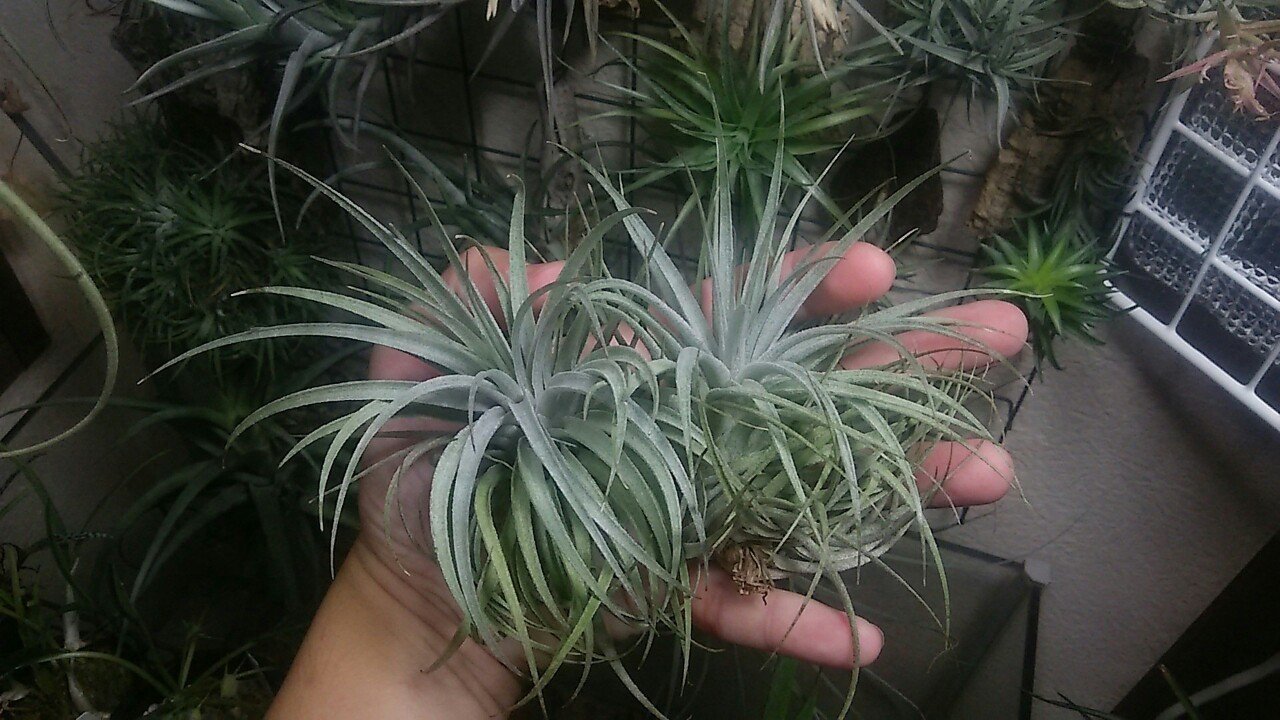 下半期開始の陣🏯】チランジア入荷リスト7/1+援軍7/4