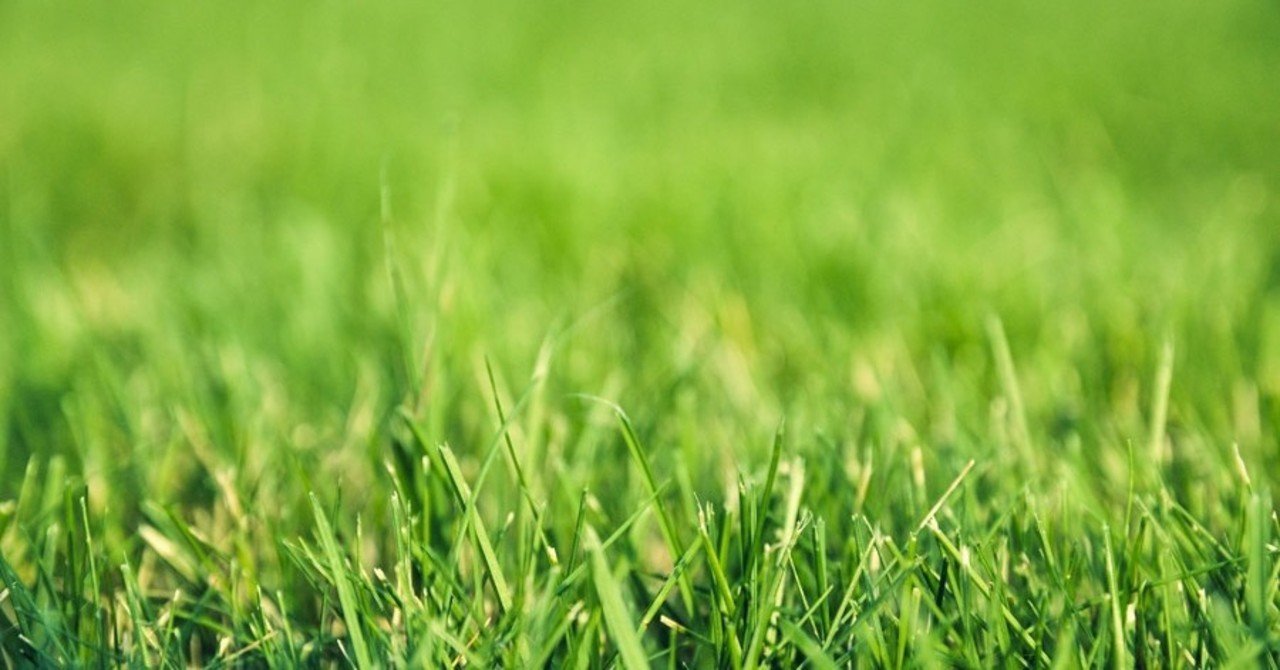 隣 の 芝生 は 青く 見える