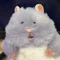 まるもち