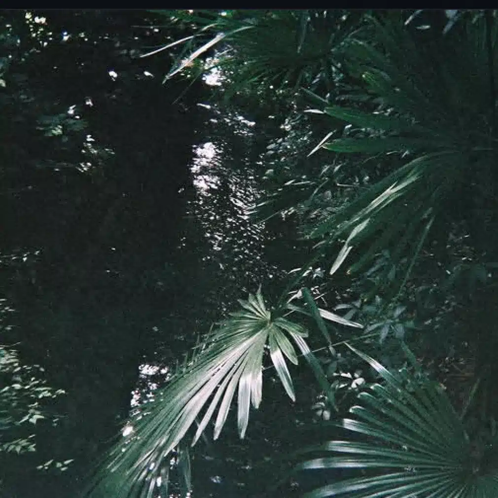 葉