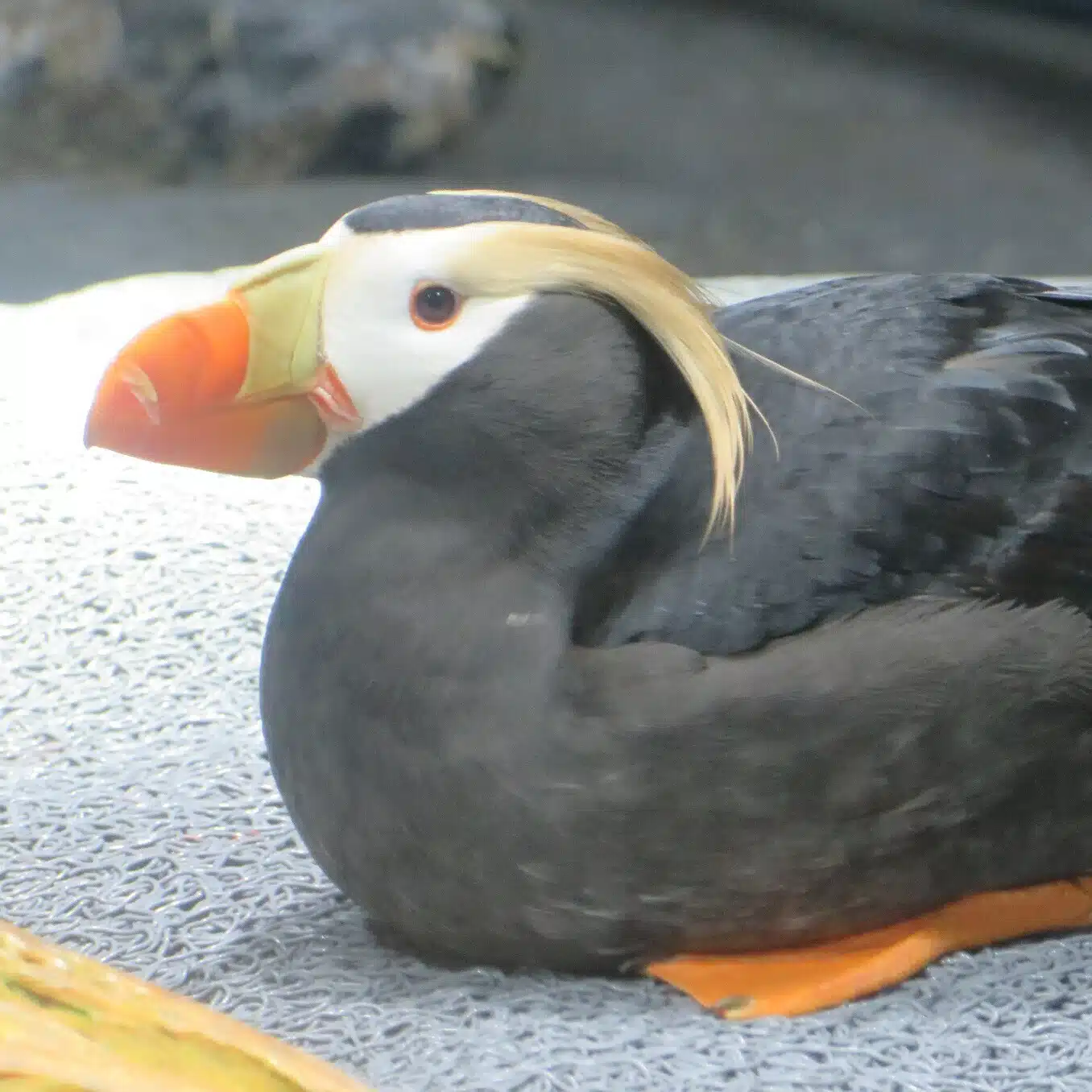 のぞむ