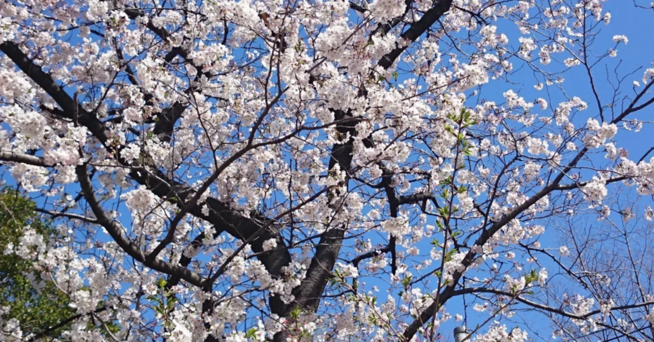これからについて｜蒼桜(せいおう)