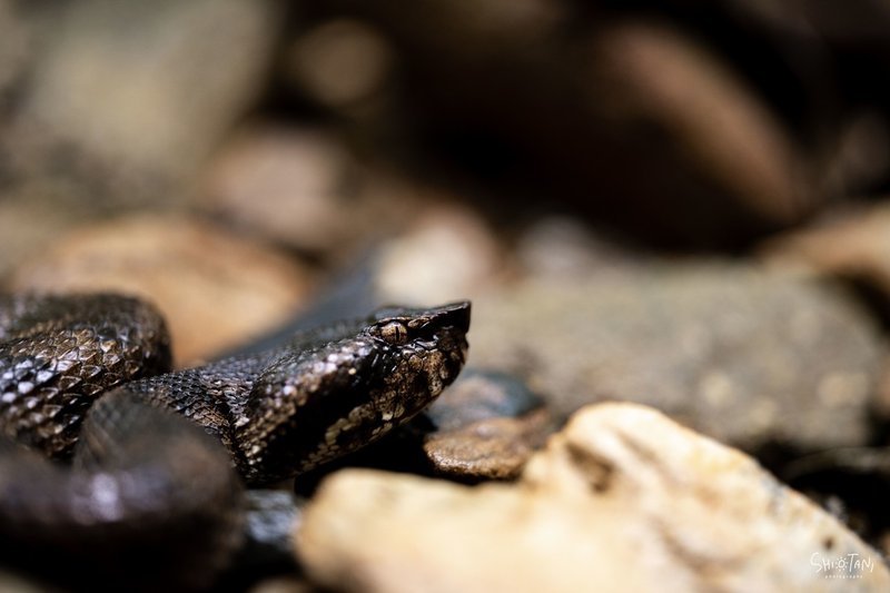 極上の切れ味を体感せよ Voigtlander Macro Apo Lanthar 65mm F2 Aspherical レビュー その1 Takumi Shiotani Note