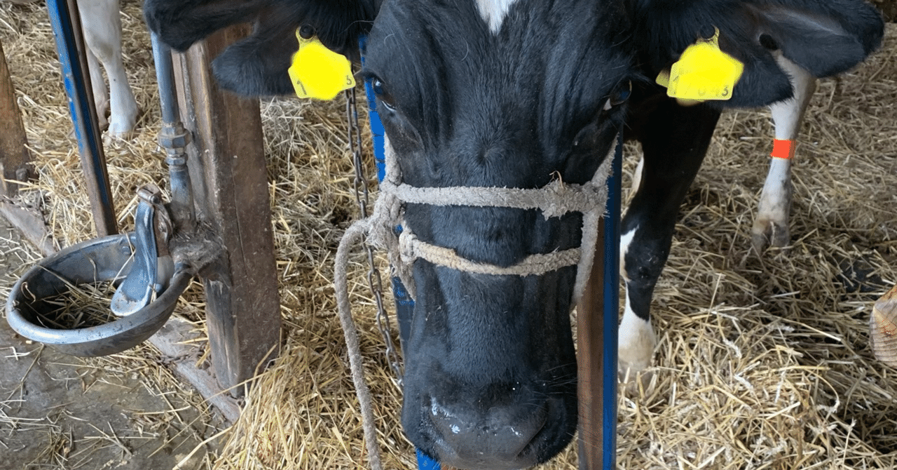 わたし、ほんとうは。。。。ツノあるんです。｜田舎に暮らすIT&