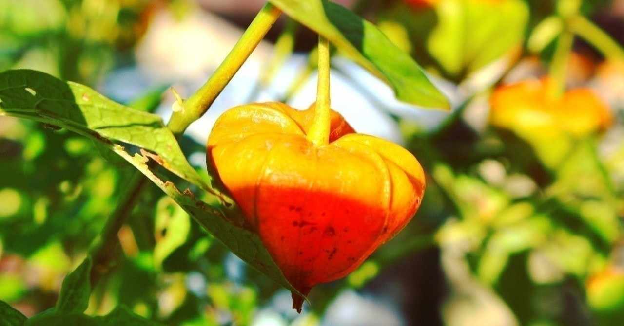 植物 の人気タグ記事一覧 Note つくる つながる とどける