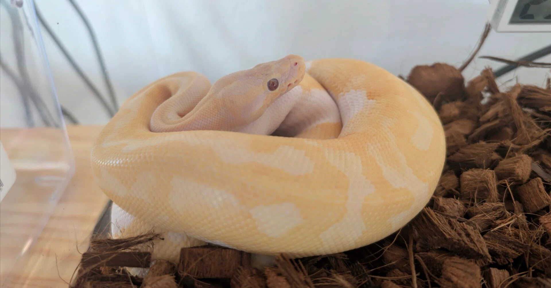 爬虫類飼育】ボールパイソンをアクリルケージで飼うときの思わぬ