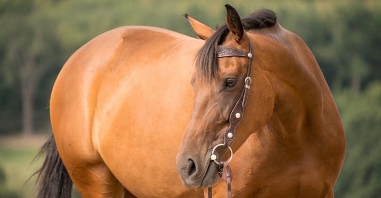 セレクトセール1歳 注目馬 後編 一口馬主マスターb Note セレクトセール1歳 注目馬 後編 一口馬主マスターb Note