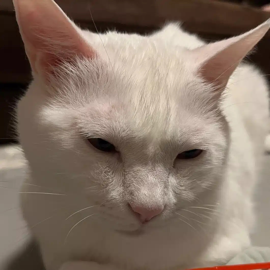 cat's-hand
