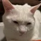 cat's-hand