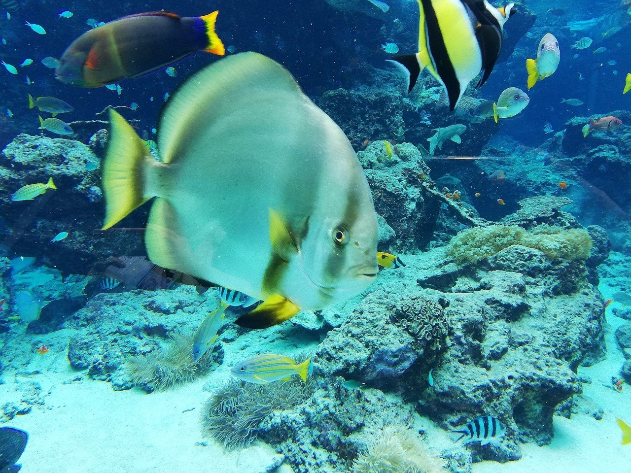 釣り上げられた魚のように ひら Note 釣り上げられた魚のように ひら Note