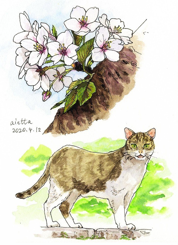 28桜と猫