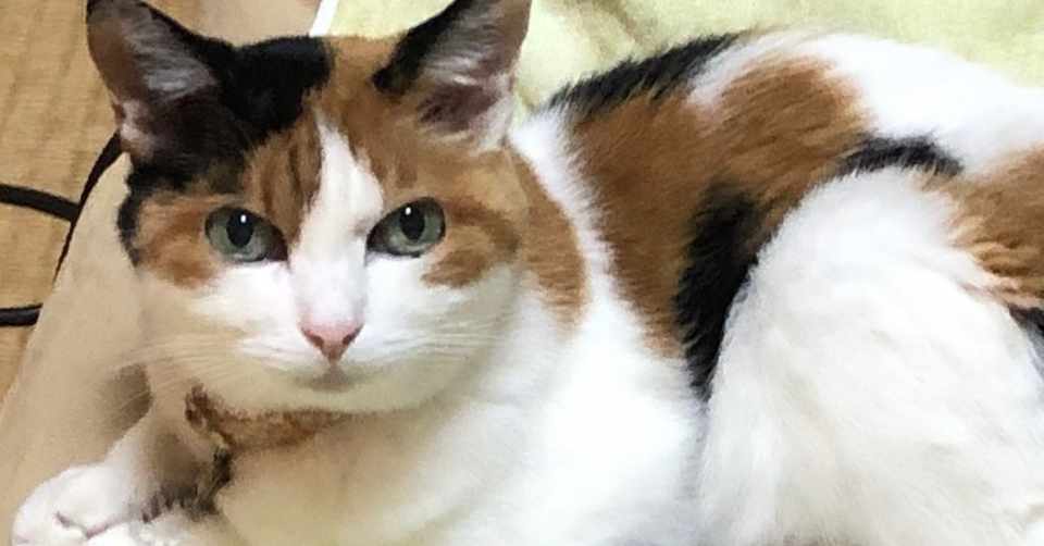 私の物語の書き方 猫と流れ星 Note