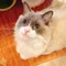 ふみん