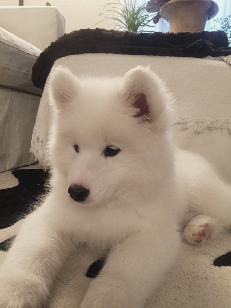 我が家のペット自慢 Snow The Samoyed みぃみ Note