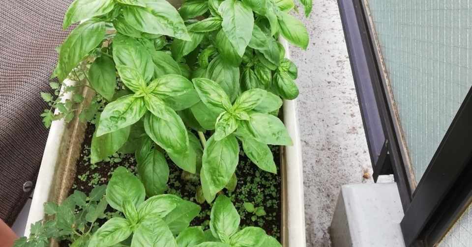 Vol 59 バジルの収穫 バジルソース作り プランター野菜道 オットが家事 育児に精を出してみた オットセイ オットが家事 育児に精を出してみた Note