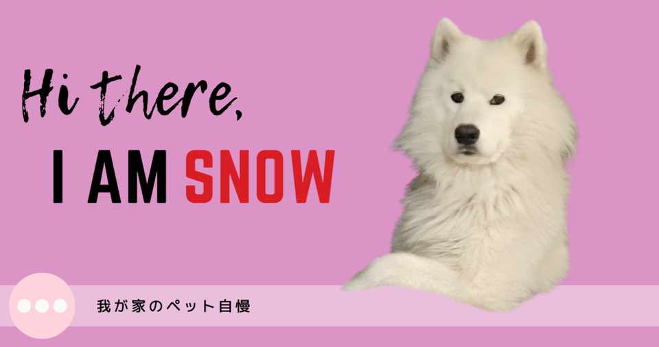 我が家のペット自慢 Snow The Samoyed みぃみ Note