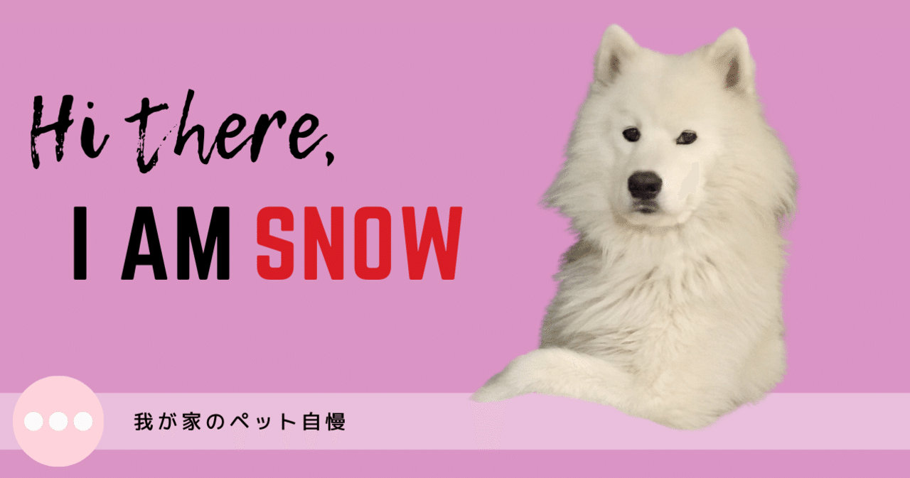 我が家のペット自慢 Snow The Samoyed みぃみ Note